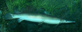 Shortnose gar (Lepisosteus platostomus)