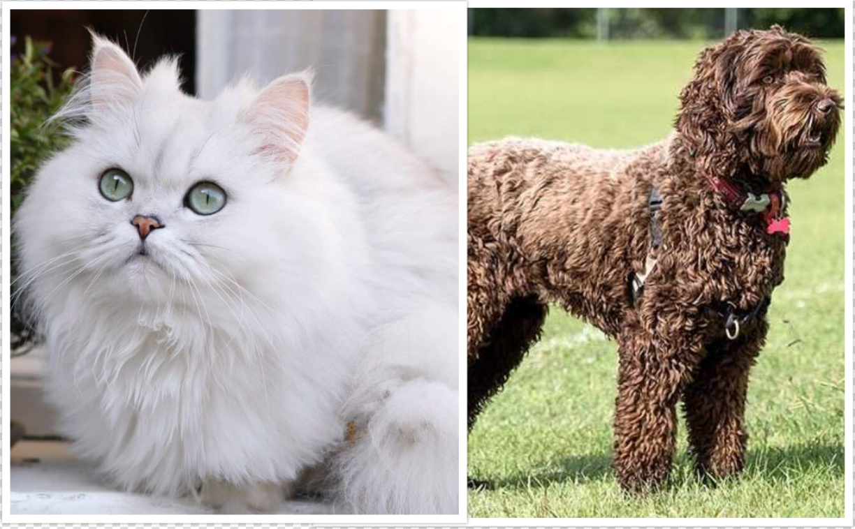 A Persian Cat and a Labradoodle