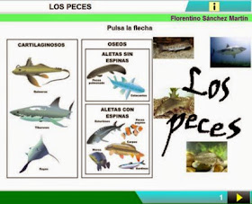 http://cplosangeles.juntaextremadura.net/web/edilim/curso_3/cmedio/animales_vertebrados_3/peces/peces.html