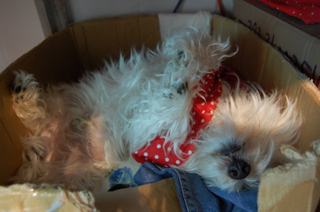 scruffy westie dog