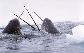 narwhal whale fish species horn rare artic