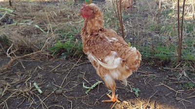 Molting chicken grows new feathers. Growing process in pictures.