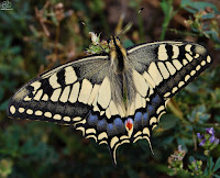 Macaón o mariposa rey (Papilio machaon)