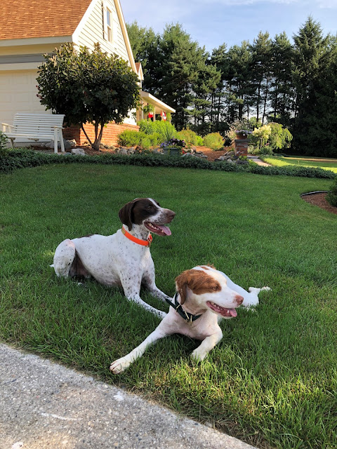 Bowie & Coda on the front lawn