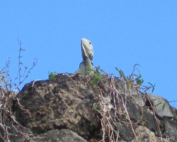 Leguan_auf_dem_Fort