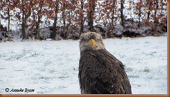 Zeearend in de Valk