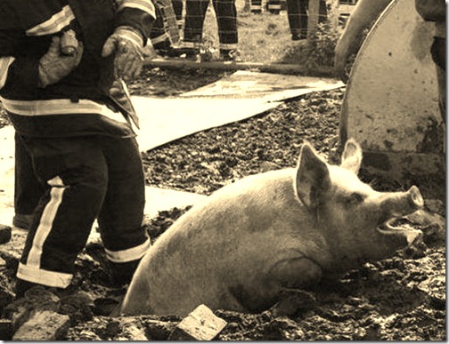 animals_in_a_pickle_640_08