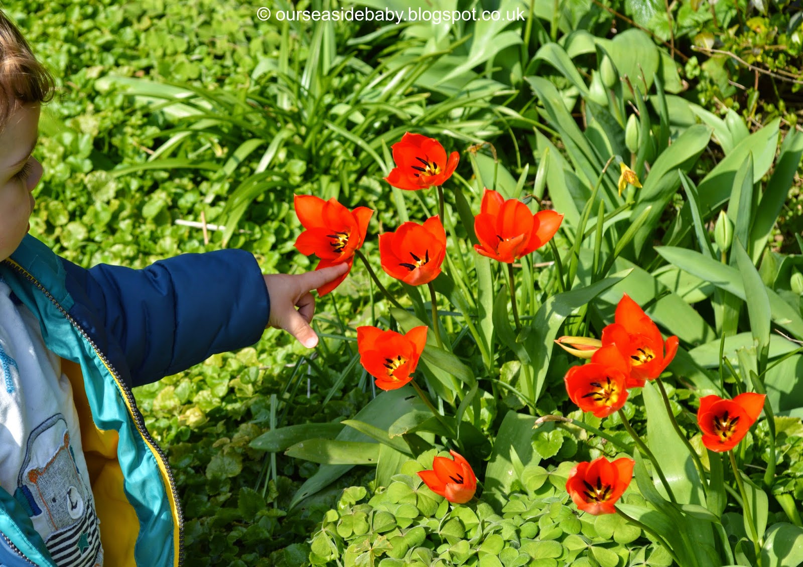 Silent Sunday: Toddler with the poppies 