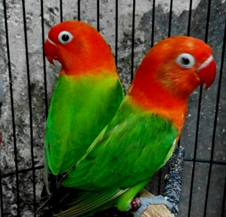  Jenis  dan warna  Lovebird  yang paling mahal di Indonesia 