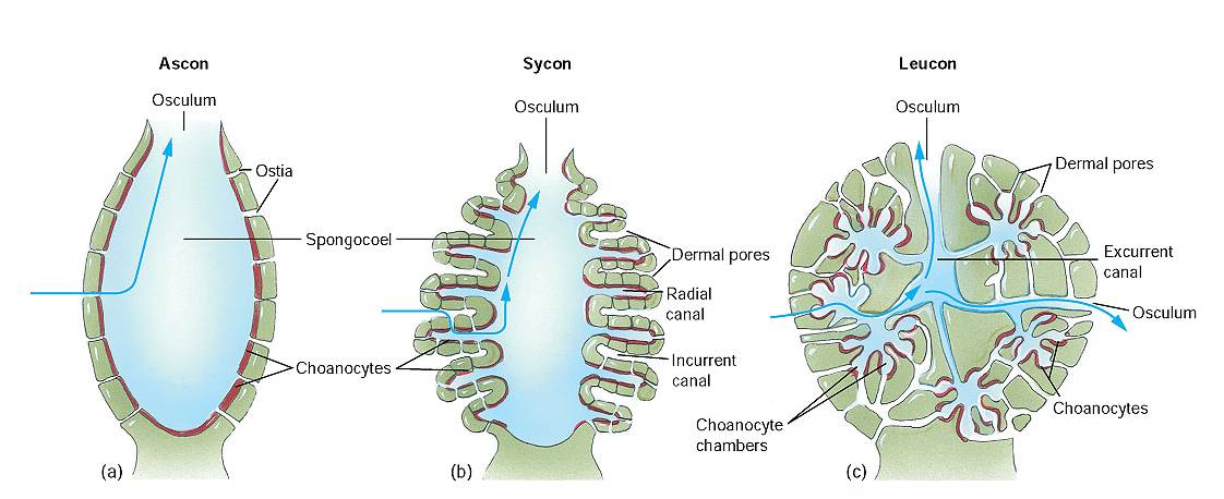 SOAL HEWAN INVERTEBRATA