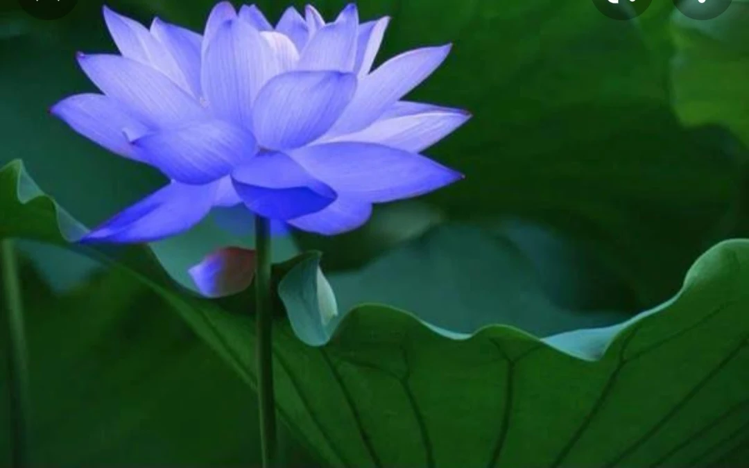 Blue Lotus Flower Images - Lotus Flower Images, Picture Download - Lotus flower NeotericIT.com