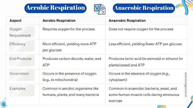 Difference between Aerobic and anaerobic respiration