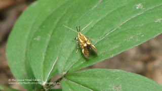 Alabonia staintoniella DSC86363