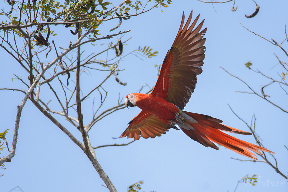 Puna-aara, Ara macao cyanopterus, Scarlet Macaw, papagoi, makao, parrot