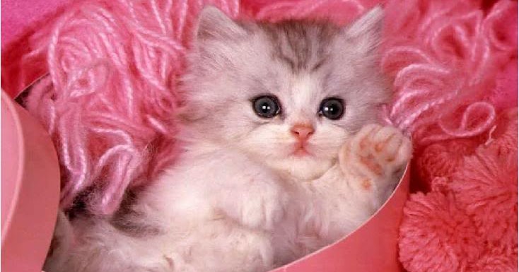  Gambar  Foto  Hewan  gambar  kucing  yang cantik  dan lucu