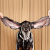 2012 Guinness World Record title for the Dog With The Longest Ears