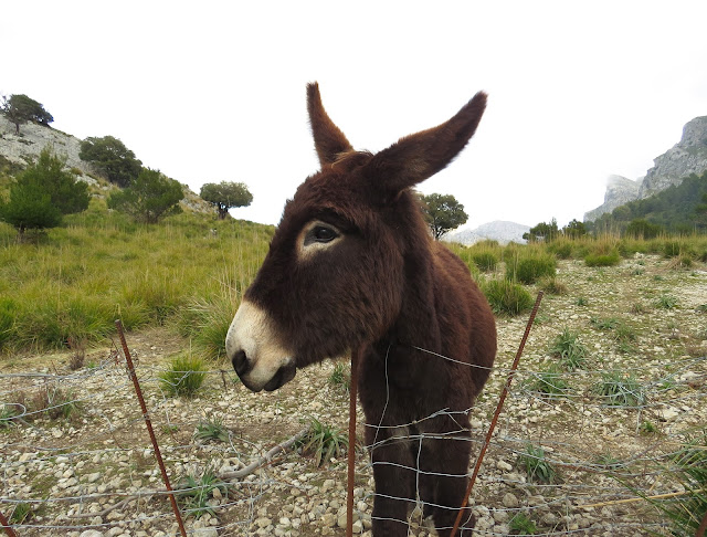 Embassament de Cúber - Mallorca