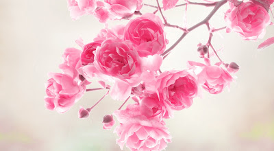 Pink roses flowers,flower,symbol of love,pink,flowers wallpapers,hd wallpapers