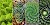 The Geometry of Plants