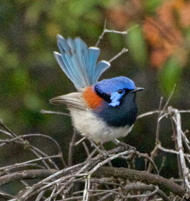 Blue-breasted Fairy-wren (Malurus pulcherrimus)