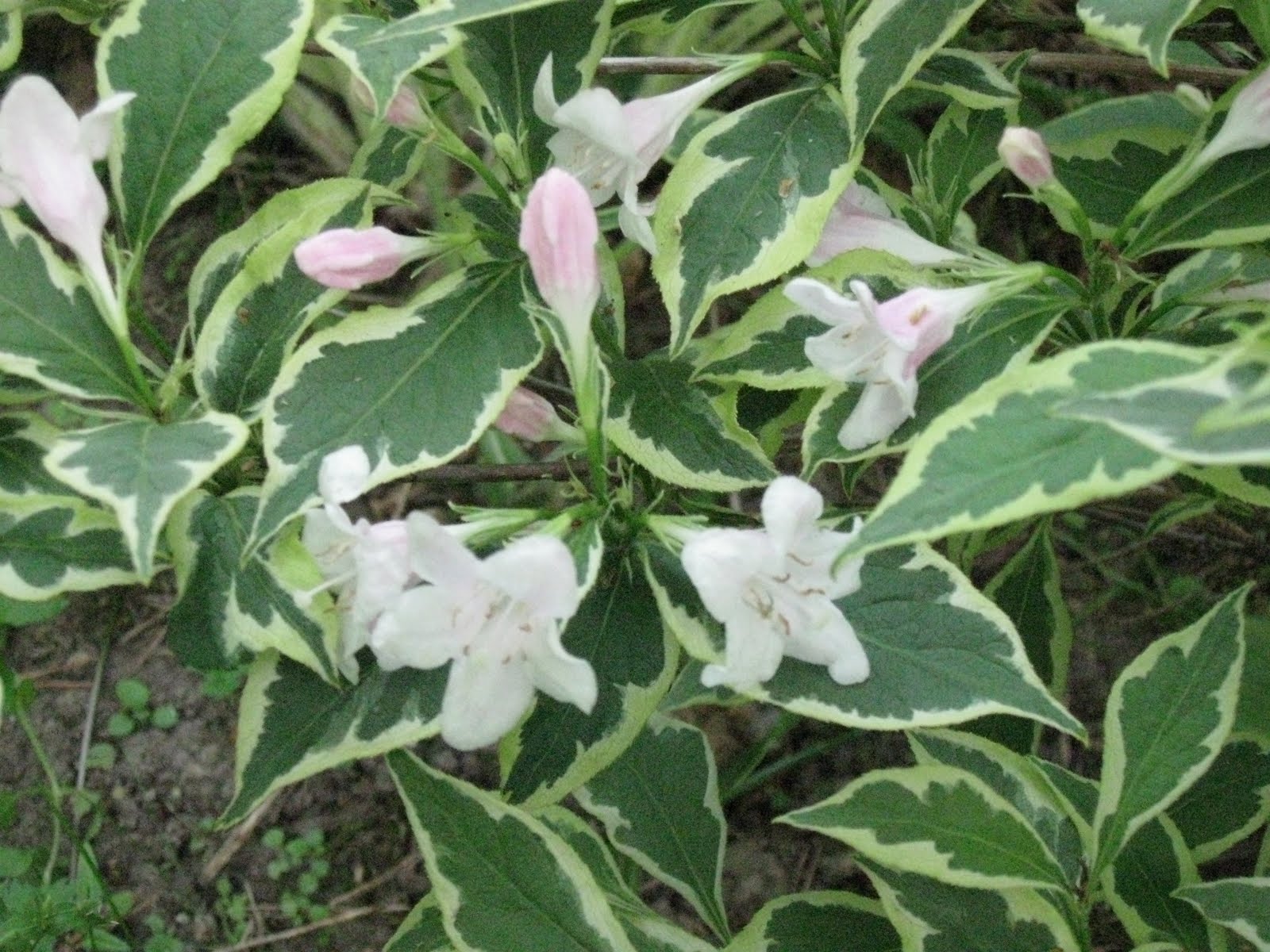 Blomsterbo Trad Och Buskar For Den Lilla Tradgarden