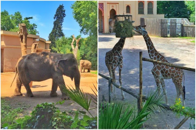 Elefantes y jirafas en el zoológico Bioparco dentro del parque Villa Borghese de Roma