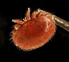 varroa