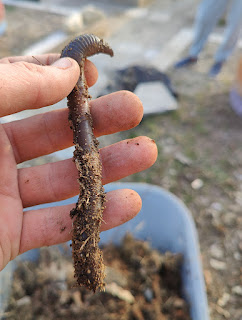 Monster worm in the leaf mold