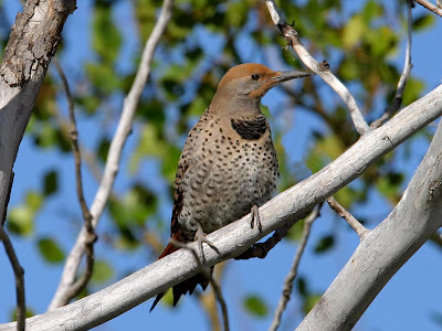 Northern Flicker