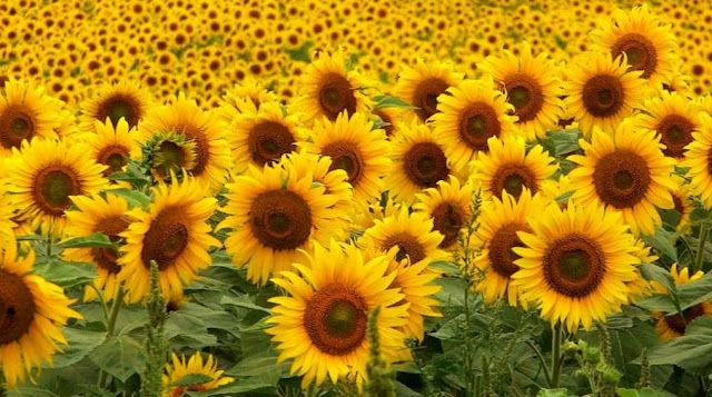 Girasoles, comportamiento y biologia