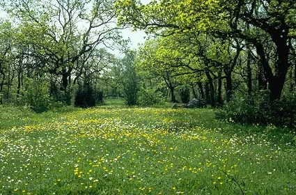 Campo florido.