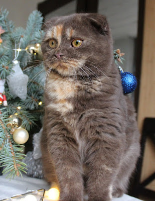 Tinjas  Katzenzucht Scottish Fold chocolate tortie