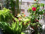 PLANTAS SERES VIVOS - DAN OXÍGENO - ACERCAN