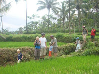 Rice Paddies Walking