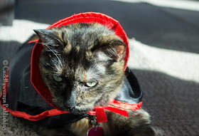 Real Cat Paisley in her Dracula cape