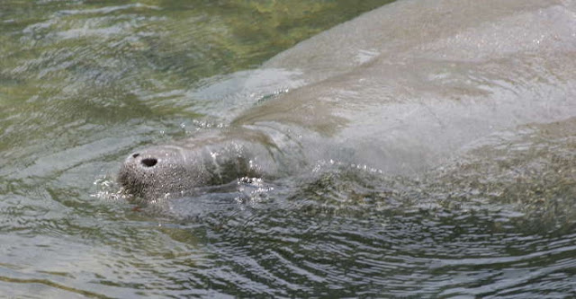 Manatees 