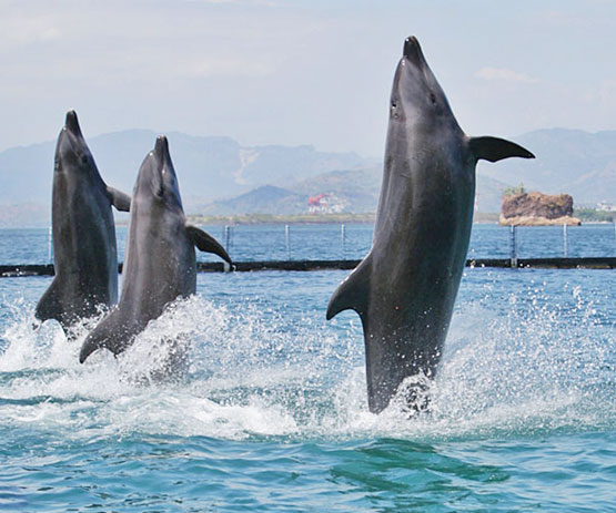 dolphins dance on the beach