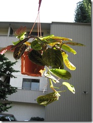 Plants 011