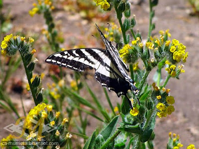 Murrieta Ca: Tiger Swallow Tail Butterfly