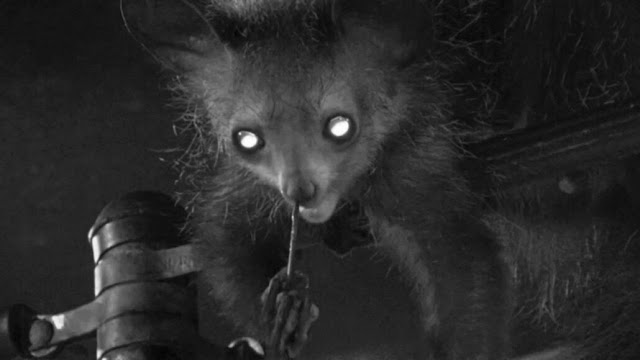 Under ideal conditions, aye-ayes aren't the most photogenic of creatures. But, caught in the dead of night, hunched over with a finger several centimeters up its nose, this strange primate appears positively haunting.  FABRE, A.-C.