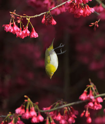 Pajarillos comiendo by John&Fish (10 fotos de aves)