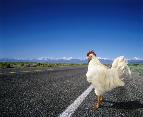 Para saber por qu el pollo cruz la carretera tema 