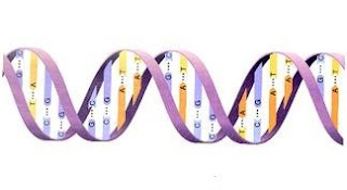  DNA yang terdapat di nukleus disebut dengan DNA inti sedangkan yang berada di luar nukleu Pengertian DNA, RNA, Replikasi dan Sintesis Protein