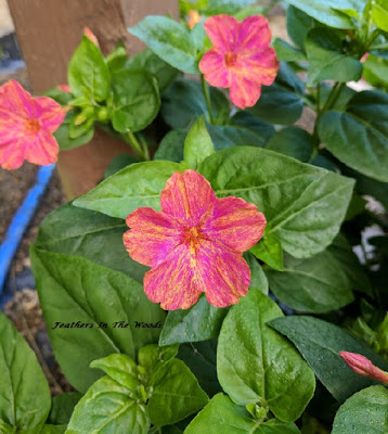 Growing 4 O'clock flowers in yoru garden