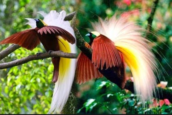 KUMPULAN GAMBAR FLORA FAUNA Foto Binatang Tumbuhan Flora dan Fauna  Foto Lucu Terbaru
