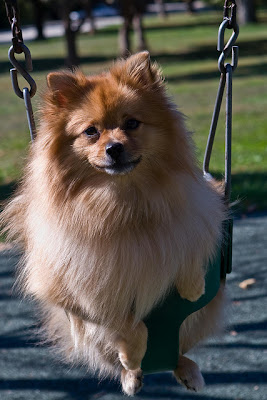 Cute Swinging Dogs Seen On www.coolpicturegallery.us