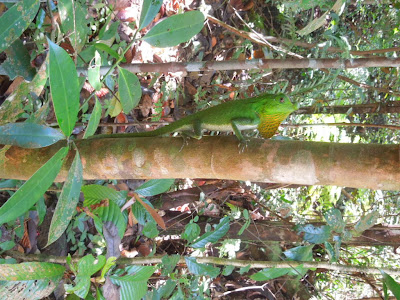Синхарайя лес, животные, Шри-Ланка, ящерица