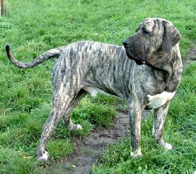 DOG FUNCIONAL: O FILA BRASILEIRO - Brazilian Mastiff - Outra versões da  História do nosso maior cão.