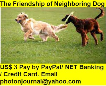  The Friendship of Neighboring Dog Book Store Buy Books Online Cash on Delivery Amazon Books eBay Book  Book Store Book Fair Book Exhibition Sell your Book Book Copyright Book Royalty Book ISBN Book Barcode How to Self Book 