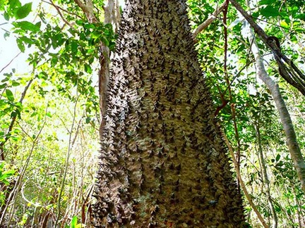 Pohon Ini Punya Buah Yang Bisa Meledak  Bebas Bicara 